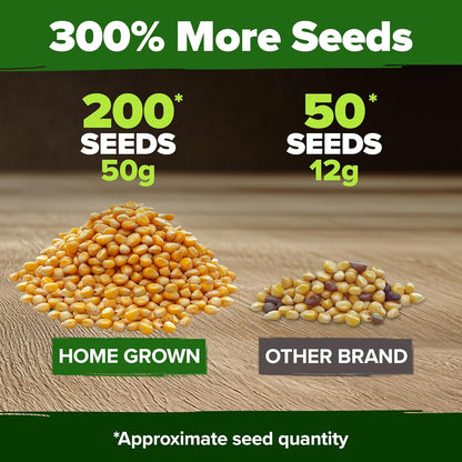 HOME GROWN Golden Bantam Corn 2 Pack – 200 𝗡𝗢𝗡-𝗚𝗠𝗢 𝗨𝗦𝗔 Heirloom Vegetable Seeds – Grow