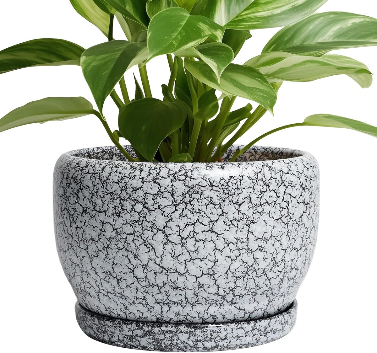 SQOWL 8 inch Plant Pot - Ceramic Planter with Drainage Hole and Saucer, Round Flower Pot for Indoor