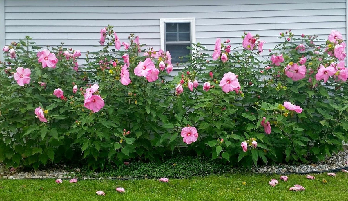 Pink Hibiscus. rosa-sinensis. Live Plant - Tropical Blooming Hibiscus, Pretty Flowers, Used in Tea
