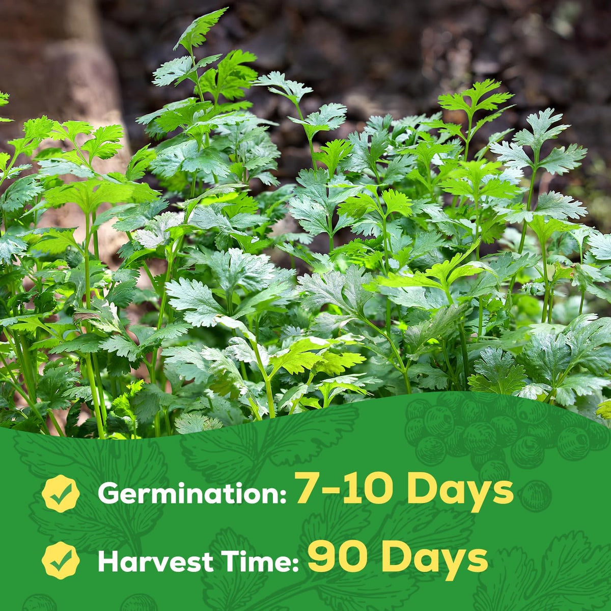 Cilantro Seeds 1 Pack