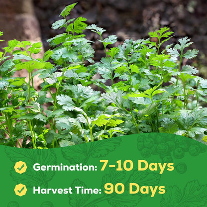 Cilantro Seeds 1 Pack