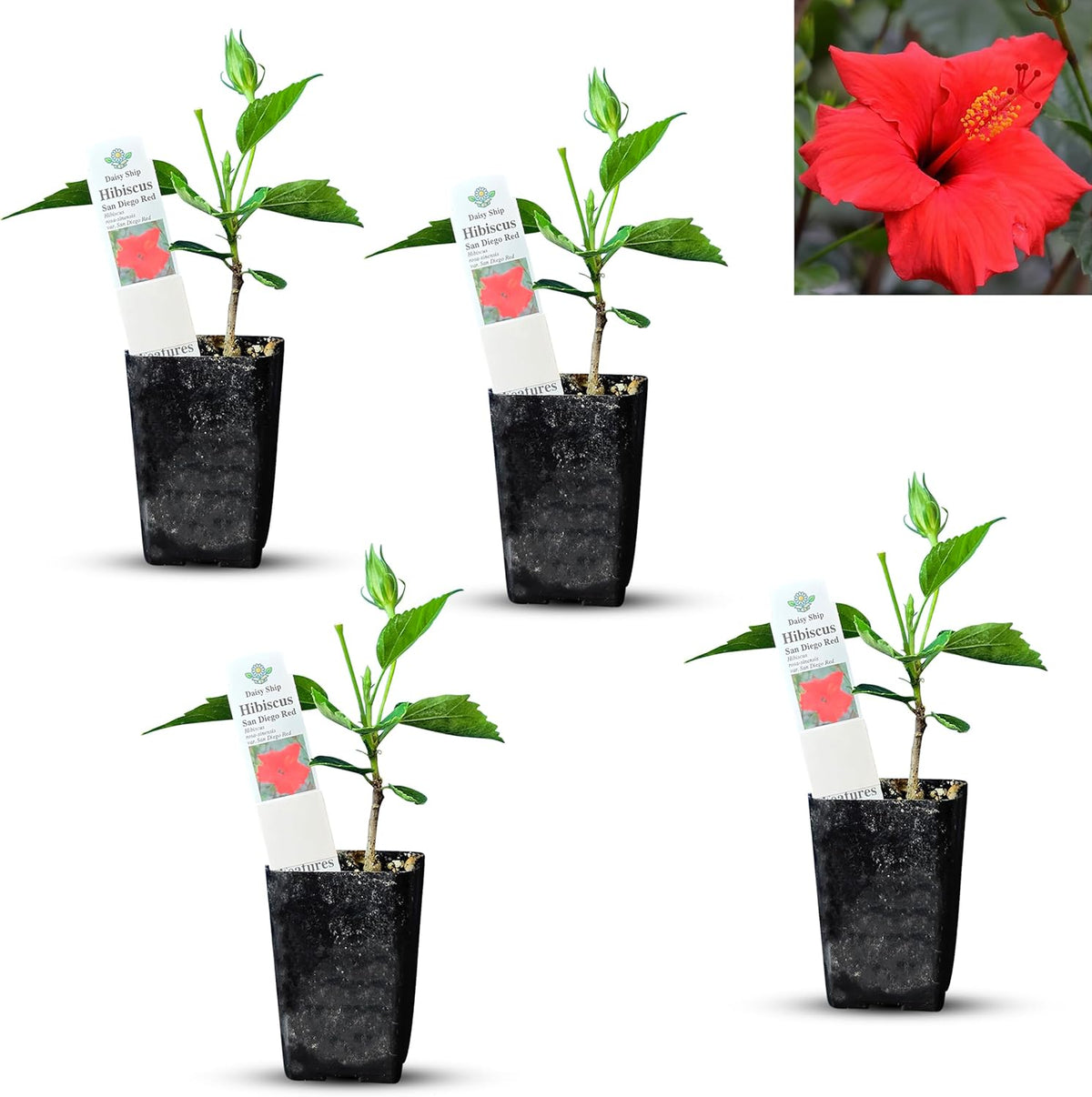Red Hibiscus. rosa-sinensis. Live Plant - Tropical Blooming Hibiscus, Pretty Flowers, Used in Tea