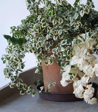 Variegated Creeping Fig Vine - Ficus Pumila Variegata - 10 Live Fully Rooted 2 Inch Plants
