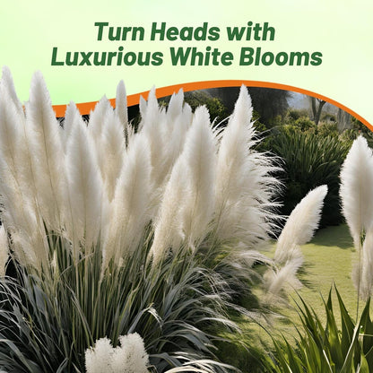 Outsidepride White Pampas Grass Seeds – 1,000 Pcs. Perennial, Drought-Tolerant Ornamental Grass for