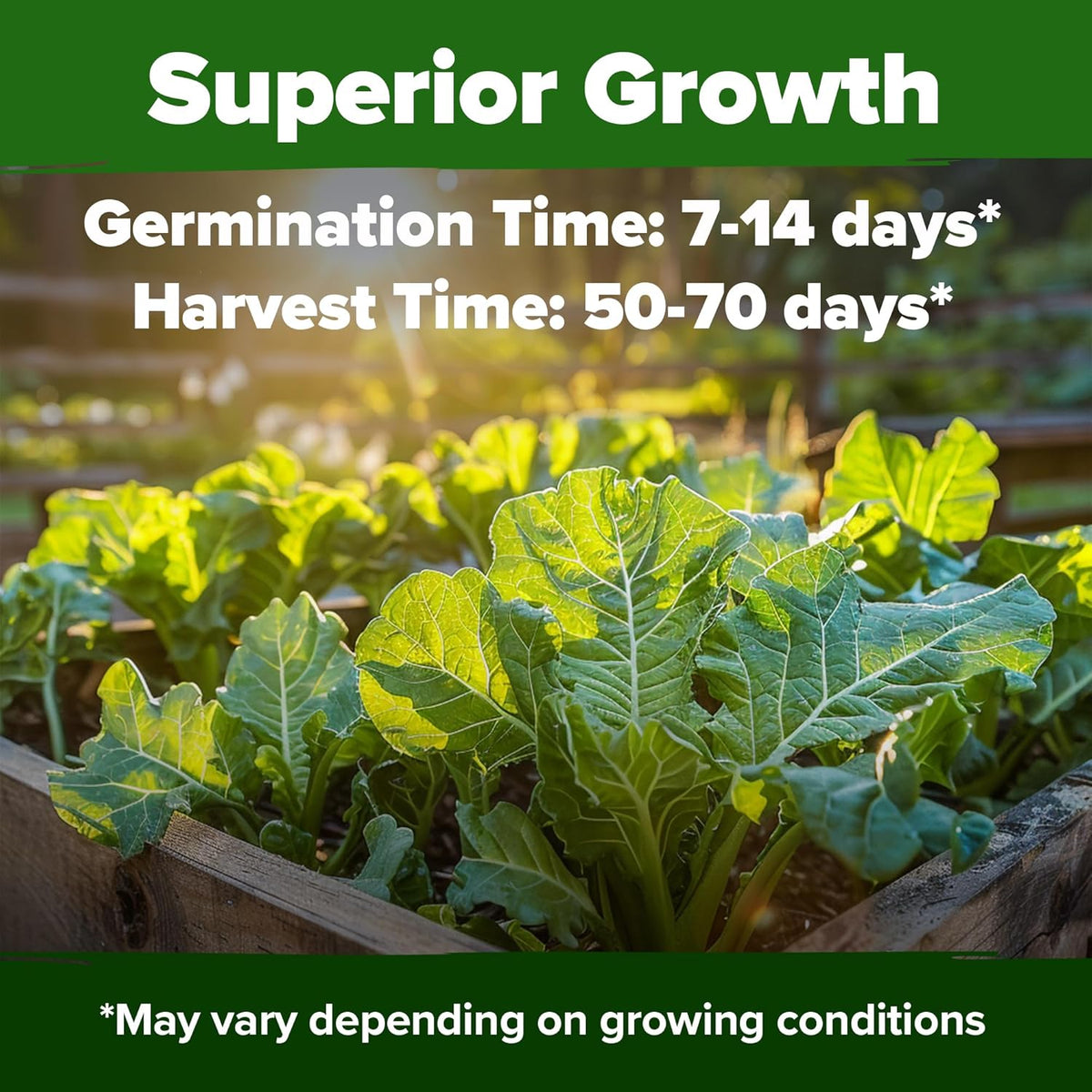 HOME GROWN 𝗨𝗦𝗔 𝗣𝗥𝗘𝗠𝗜𝗨𝗠 Collard Greens Georgia Southern - 300 High Germination