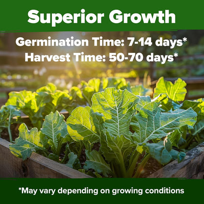 HOME GROWN 𝗨𝗦𝗔 𝗣𝗥𝗘𝗠𝗜𝗨𝗠 Collard Greens Georgia Southern - 300 High Germination