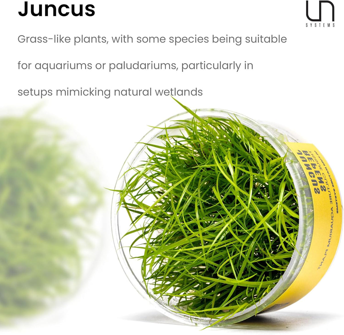 Ultum Nature Systems Juncus Repens Tissue Culture Live Plant for Aquarium, Aquascape, Freshwater