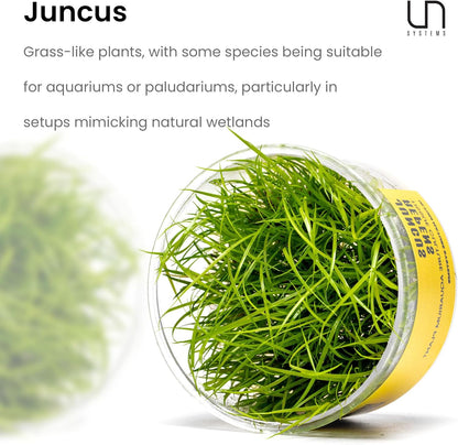 Ultum Nature Systems Juncus Repens Tissue Culture Live Plant for Aquarium, Aquascape, Freshwater