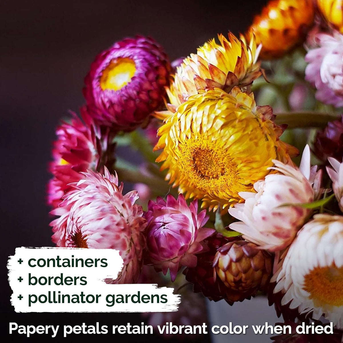 KVITER 1,500 Tall Mix Strawflower Seeds for Planting (Xerochrysum/Helichrysum Bracteatum) — Golden