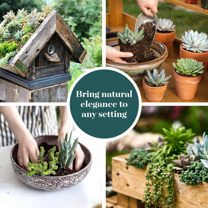 Shop Succulents Verde Succulent Plant Pack Bulk Collection - Live Mini Succulent Plants, Low