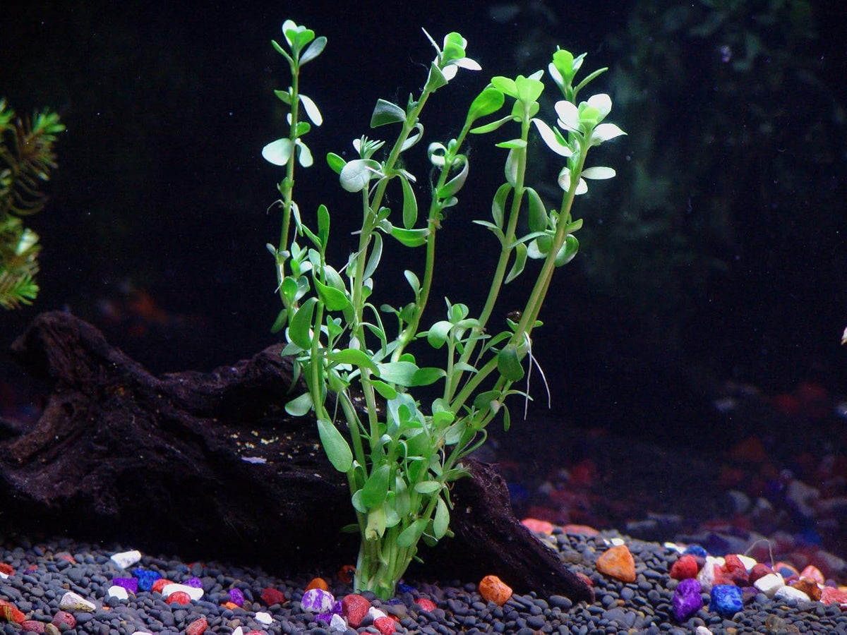 24 Plants Bundle / 6 Species Live Aquarium Plants Package - Microsorum, Amazon Sword, Anubias