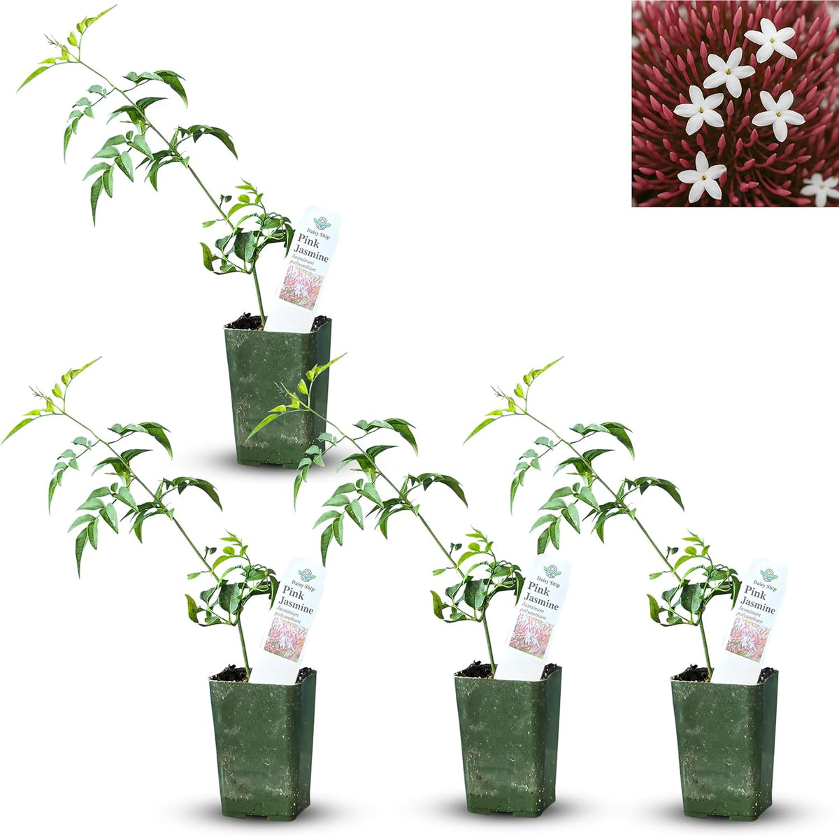 Pink Jasmine Vine - Jasminum Polyanthum - Fragrant & Blooming, Perfect for Indoor/Outdoor Decor (4