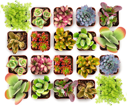 Shop Succulents Endless Summer Succulent Pack Collection - Live Mini Succulent Plants, Low