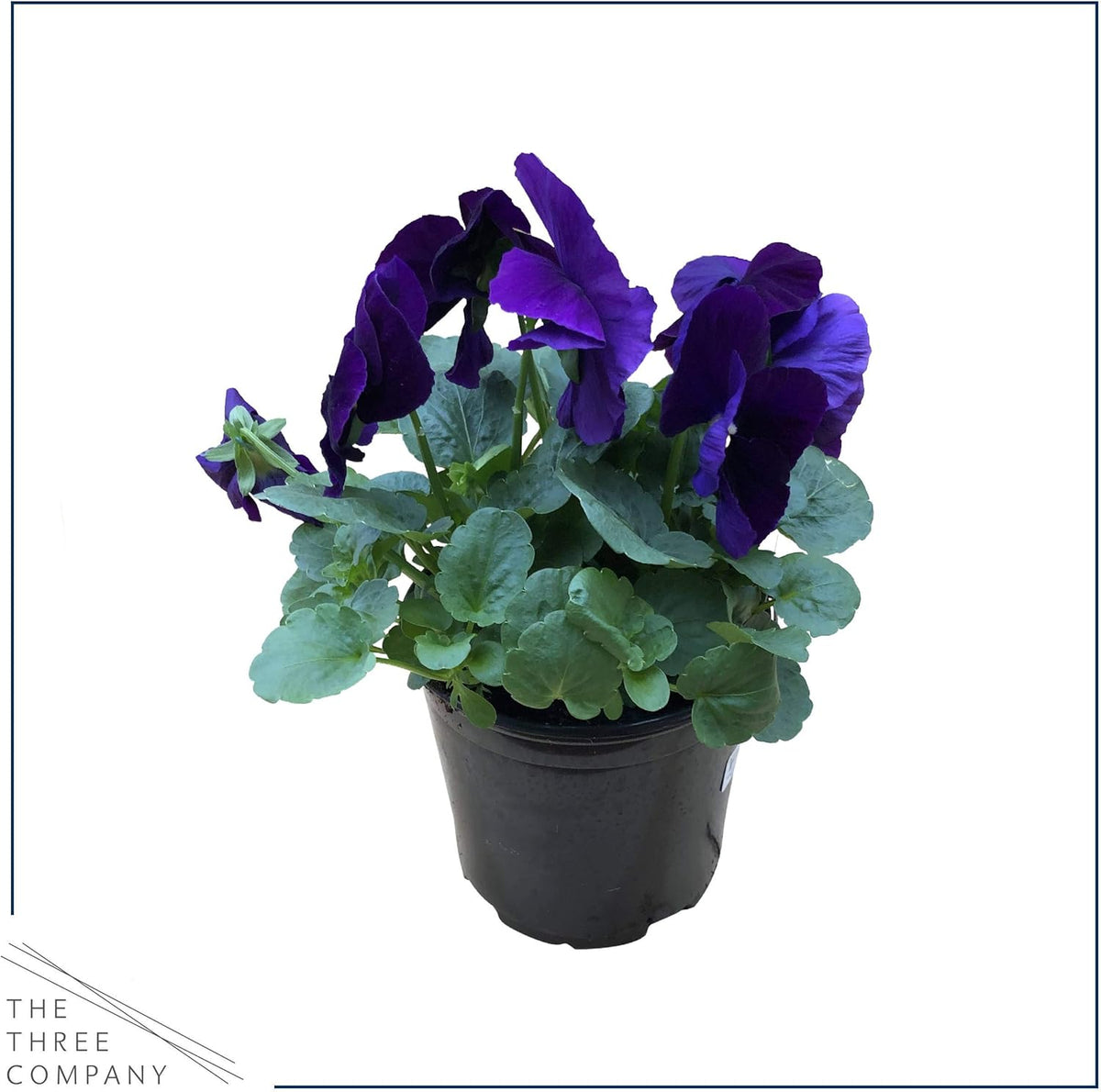 Live Healthy Flowering Pansies - Purple (4 Plants Per Pack), Beautiful Fall Color, 6" Tall by 4"