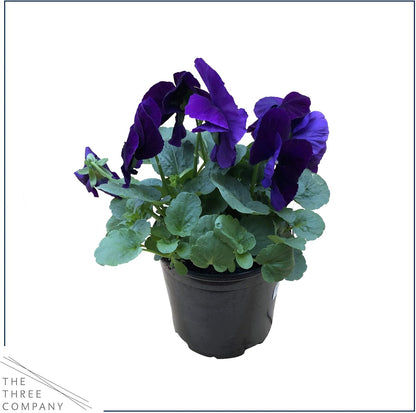 Live Healthy Flowering Pansies - Purple (4 Plants Per Pack), Beautiful Fall Color, 6" Tall by 4"