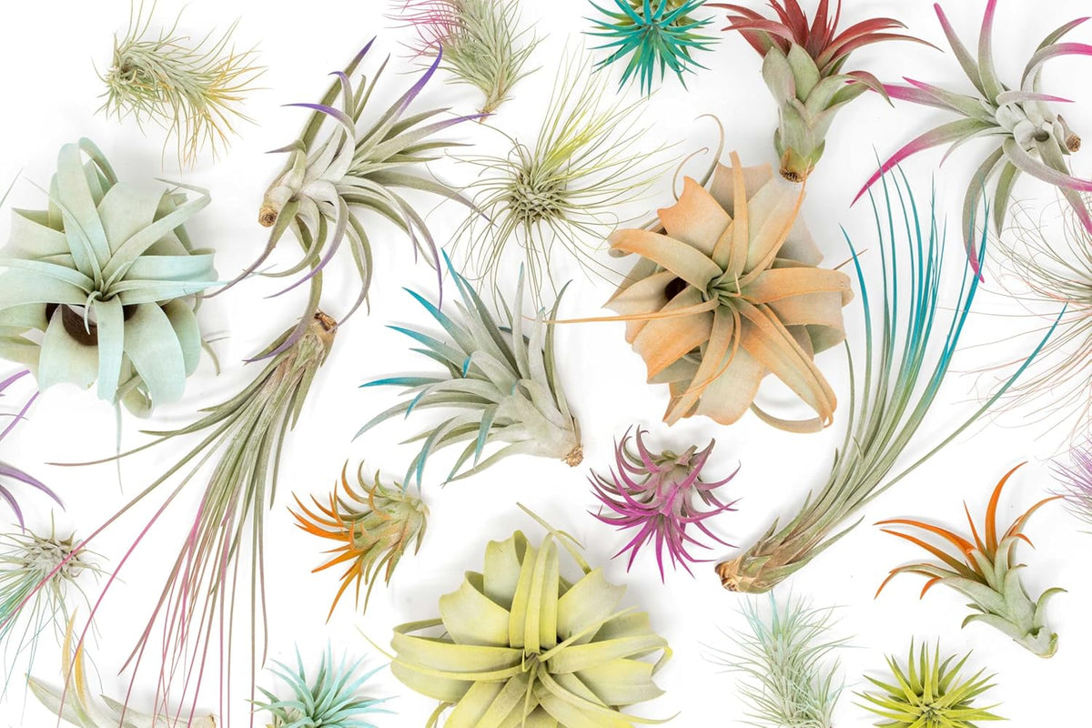 Coral Colorful Tillandsia Air Plants - Long Lasting Color Enhanced Live Tillandsia Succulent House