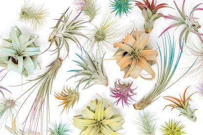 Coral Colorful Tillandsia Air Plants - Long Lasting Color Enhanced Live Tillandsia Succulent House