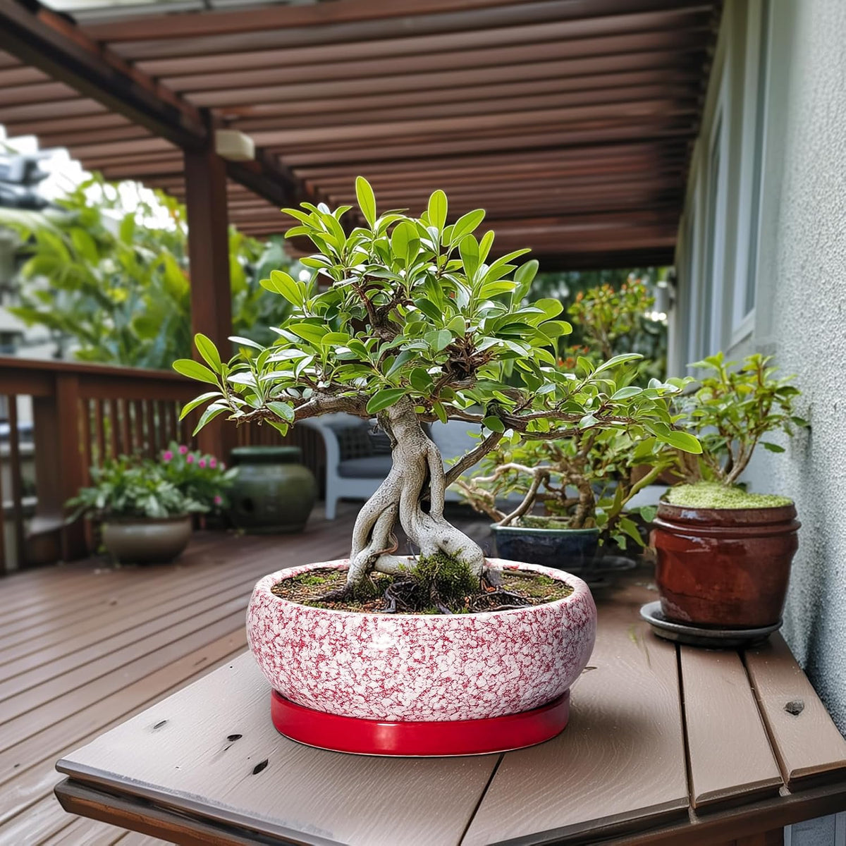 Bonsai Tree Pots 13 Inch - Ceramic Bonsai Pots with Drainage Hole and Tray, Large Succulent