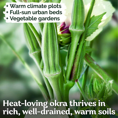 KVITER 125 Clemson Spineless 80 Okra Seeds for Planting (Abelmoschus esculentus) – Heirloom &