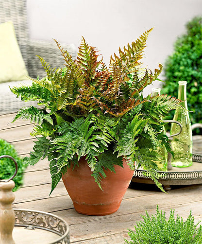 American Plant Exchange Live Autumn Fern – 6-Inch Pot – Hardy Shade-Loving Fern with Copper-Toned