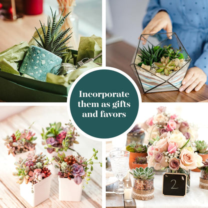 Shop Succulents Assorted Succulent Plant Pack Bulk Collection - Live Mini Succulent Plants, Low