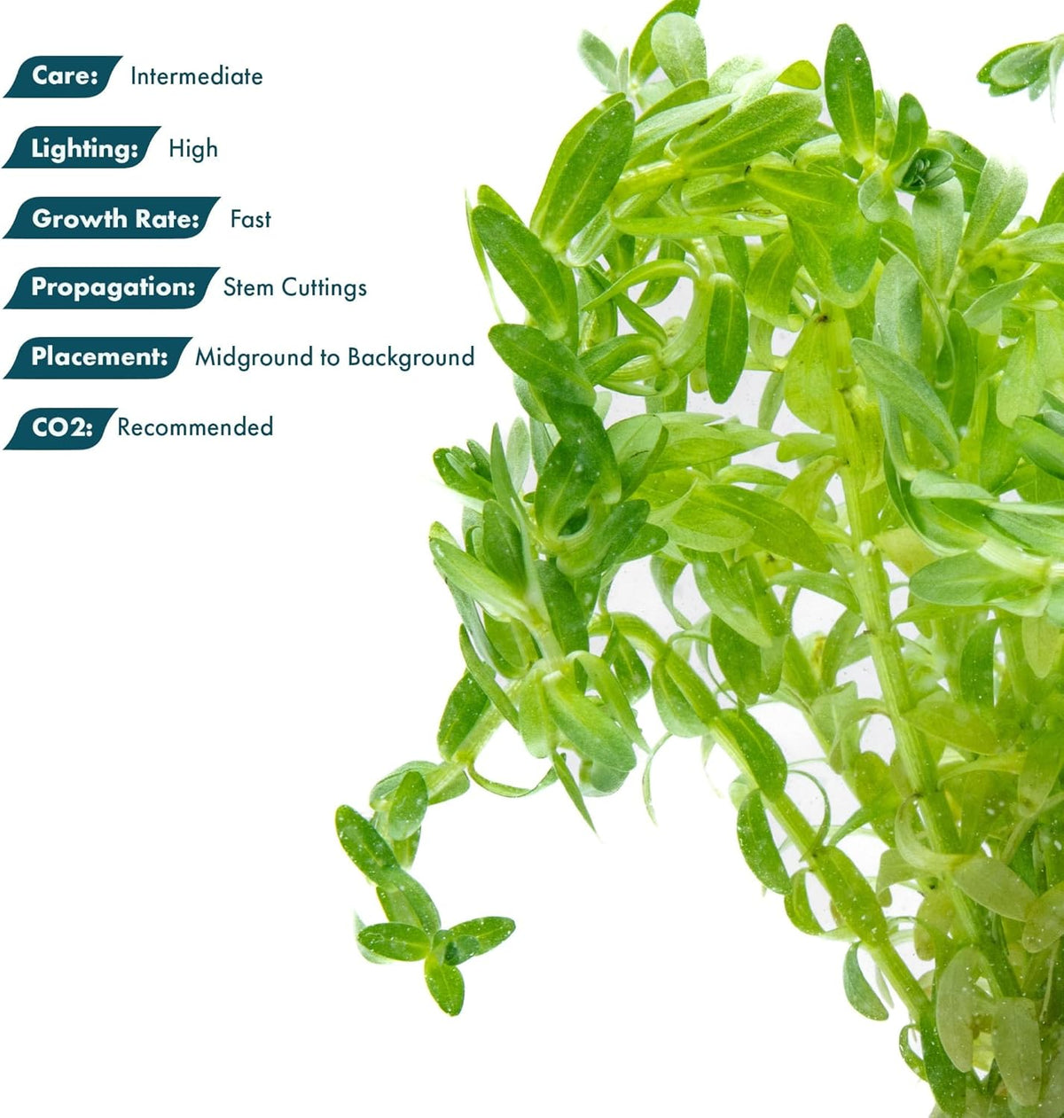 SubstrateSource Live Plants – Water Hedge (Didiplis Diandra) – High Light, Green with Red Tips