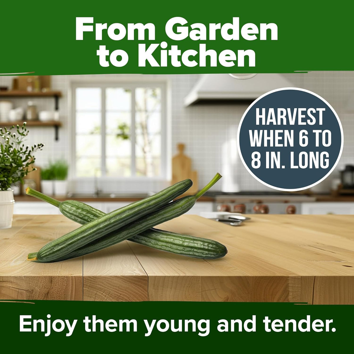 HOME GROWN Luffa Seeds 2 Pack(Luffa aegyptiaca)80 Heirloom 𝗡𝗢𝗡-𝗚𝗠𝗢,𝗨𝗦𝗔-𝗦𝗢𝗨𝗥𝗖𝗘𝗗