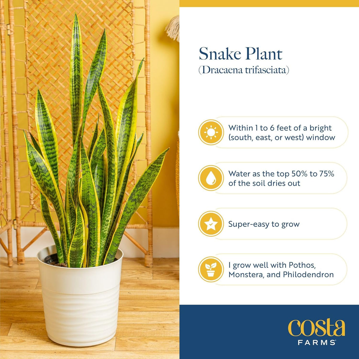 Costa Farms Snake Plant (4-Pack), Spring Decor, Giftable Plant Item, Live Indoor and Outdoor