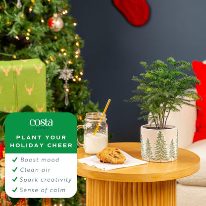 Costa Farms Norfolk Island Pine, Live Christmas Tree Plant in Holiday Decorative Plant Pot