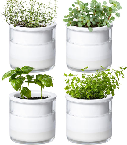 Phoenix Vine 4 Inch Self Watering Planter Pot, Design White Terracotta Pots for Plants, Indoor