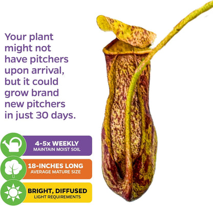 St. Gaya Pitcher Plant - Carnivorous Nepenthes by Wellspring Gardens - Unique Pitchers, Easy-Care