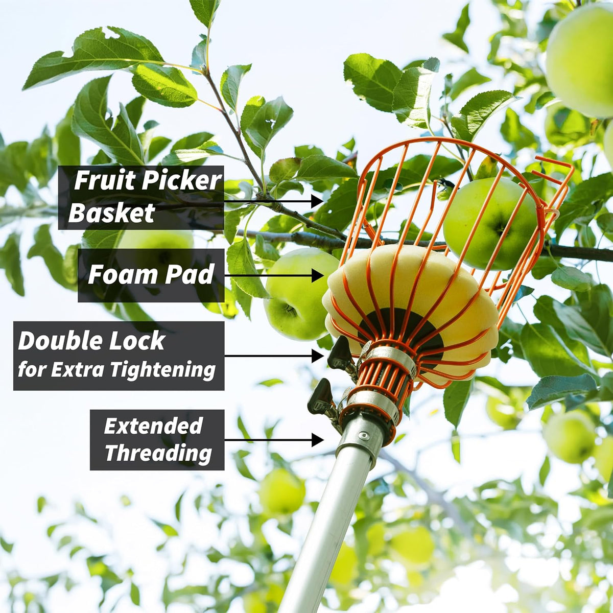 Fruit Picker Pole with Basket Telescoping 5-24 ft Apple Picker Extension Pole // Telescopic Fruit