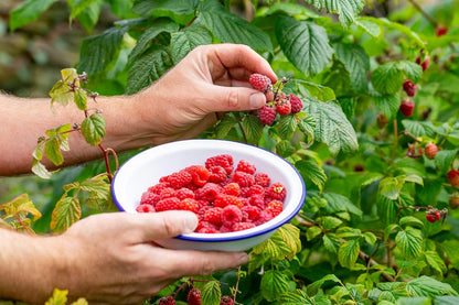 Gardenera Premium Raspberry Potting Soil Mix - Optimal Blend for Thriving and Juicy Berries - 2