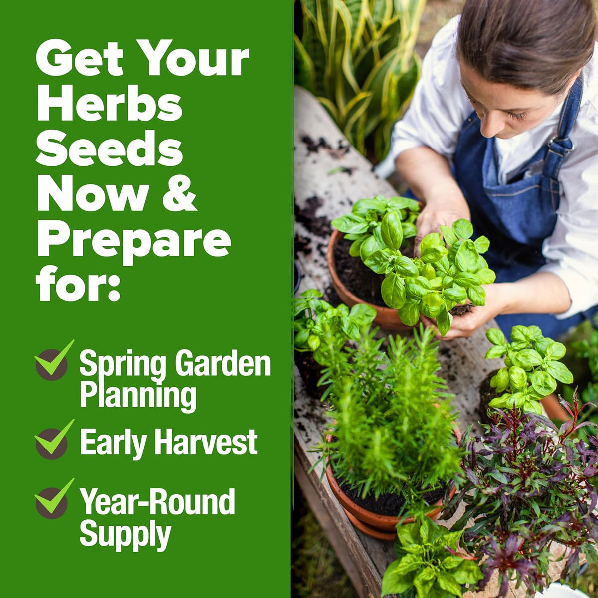 HOME GROWN 30 Herb Seeds for Planting 9,500+ Non-GMO Heirloom Seeds | Extra Large Variety Pack Herb