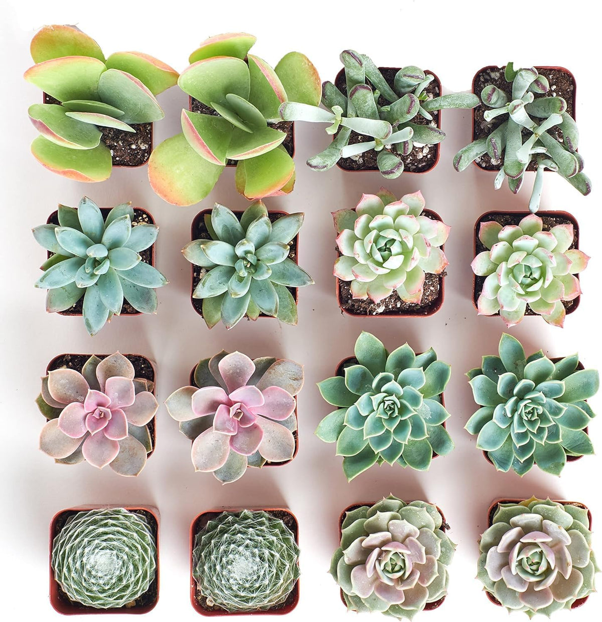 Shop Succulents Pastel Succulent Plant Pack Bulk Collection - Live Mini Succulent Plants, Low
