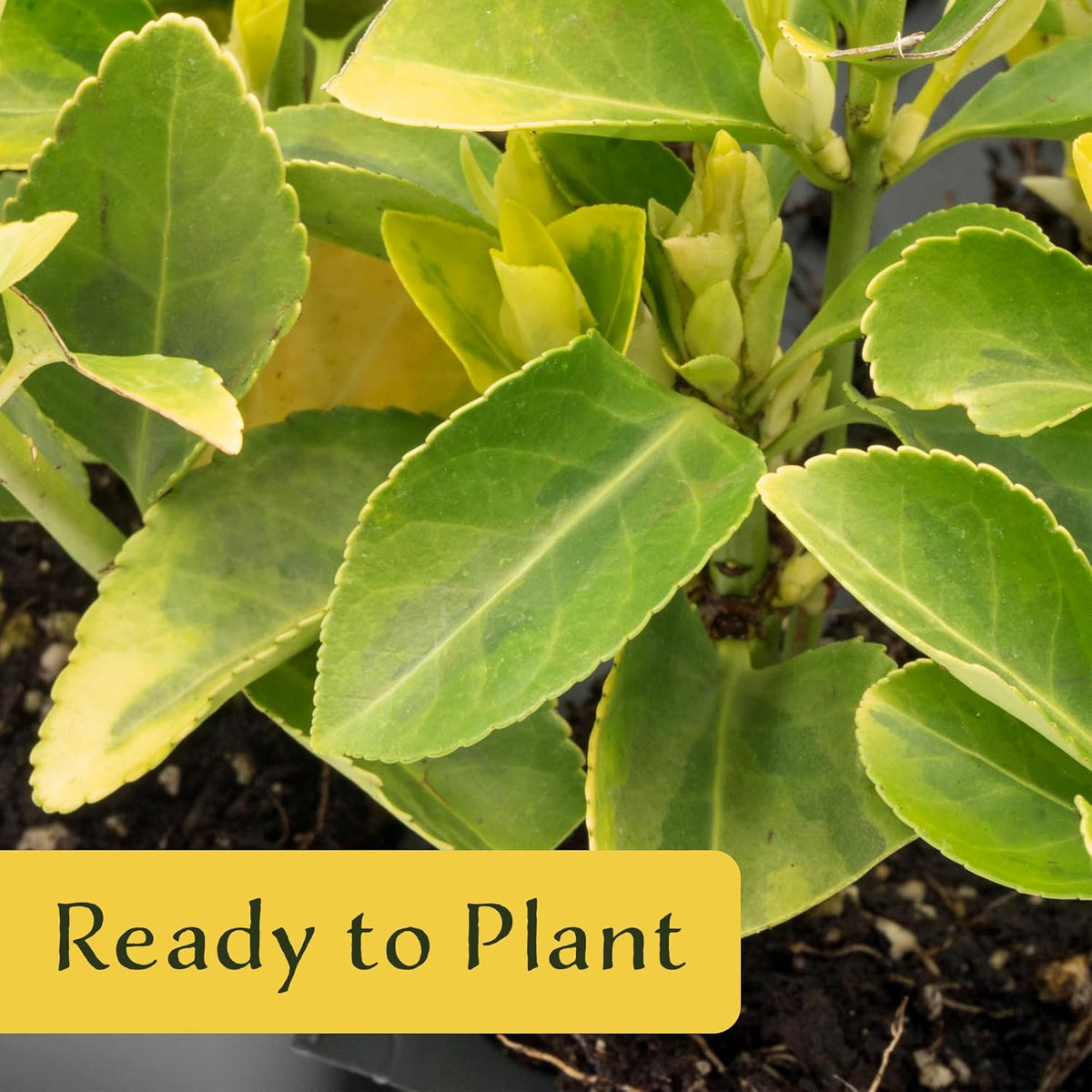 3 Golden Euonymus Shrubs | Live Plants in 2.5-inch Nursery Cubes | Japonica ‘Aureo-Marginatus’