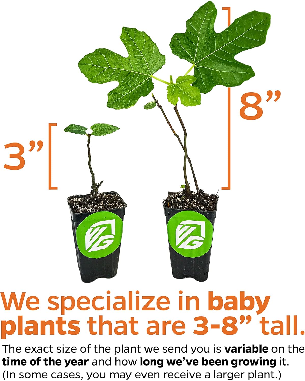 LSU Gold Fig Tree Starter Plant - Ficus carica by Wellspring Gardens - Fig Live Plants- Fig Tree