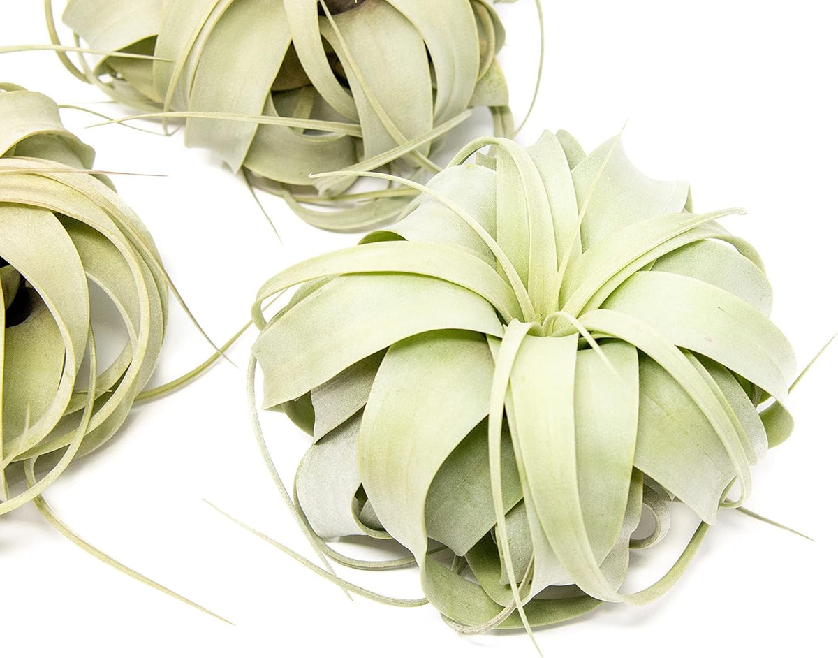 3 Pack Large Xerographica Air Plants 5 to 7 Inch Wide-Air Plants Live Tillandsia Succulent House