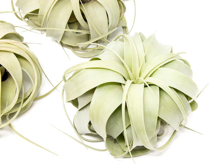 3 Pack Large Xerographica Air Plants 5 to 7 Inch Wide-Air Plants Live Tillandsia Succulent House