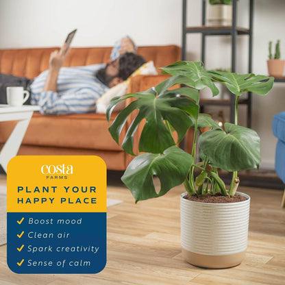 Costa Farms Monstera Swiss Cheese Plant, Live Indoor Plant, Easy to Grow Split Leaf Houseplant in