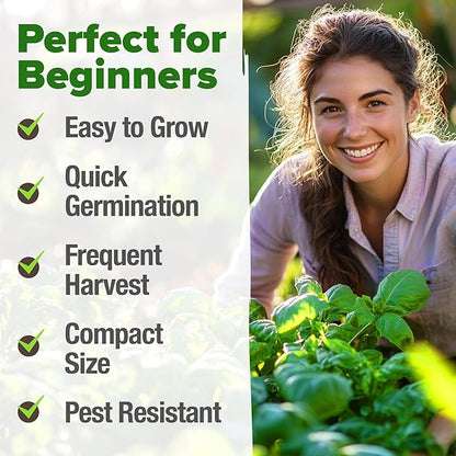 HOME GROWN 𝗨𝗦𝗔 𝗣𝗥𝗘𝗠𝗜𝗨𝗠 Genovese Basil Seeds Pack 1,750+ High Germination 𝗡𝗢𝗡-𝗚𝗠𝗢