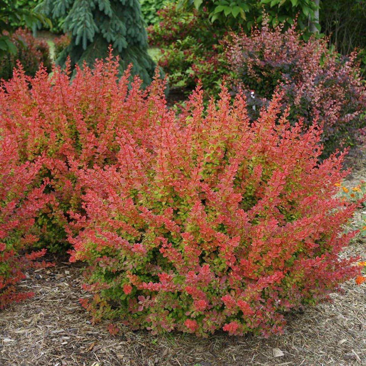 SUNJOY® Tangelo™ Berberis thunbergii- Proven Winners - 4" Pot