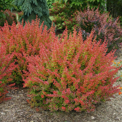 SUNJOY® Tangelo™ Berberis thunbergii- Proven Winners - 4" Pot