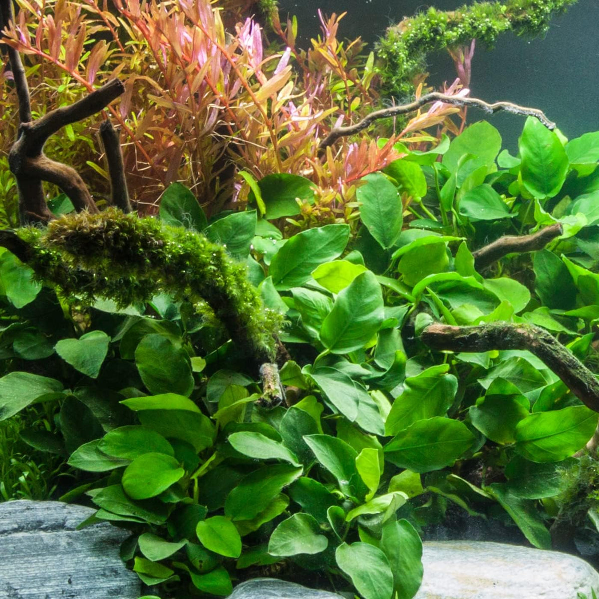 Potted Anubias Plants | Live Freshwater Aquatic Plants for Aquariums and Terrariums - Low Light