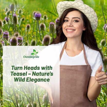 Outsidepride Teasel Seeds - 1000 Pcs. Biennal, Low Maintenance & Drought Tolerant, Flower Seeds for