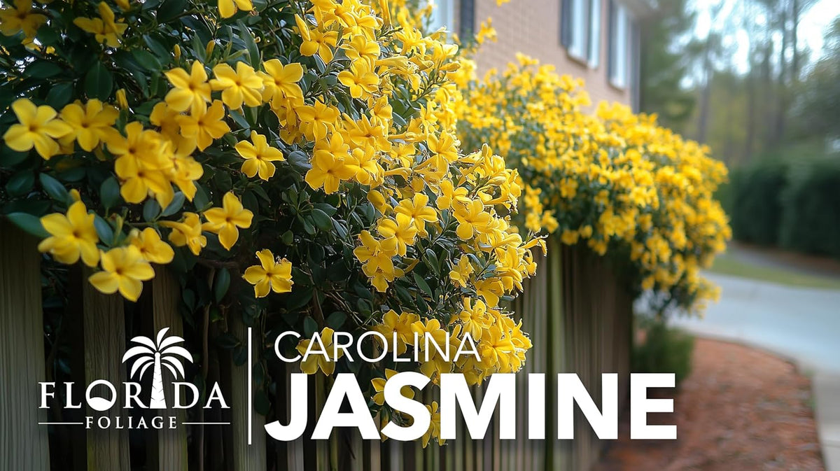 Carolina Jasmine | 20 Live Plants | Gelsemium sempervirens | Fast-Growing Flowering Vine for