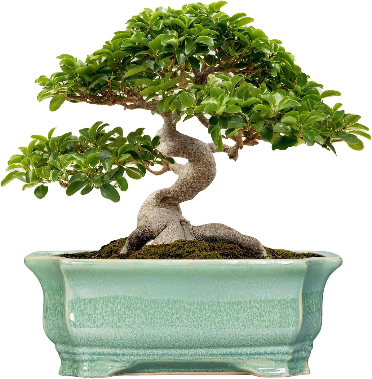Bonsai Pots - 13.7 Inch Rectangle Ceramic Pots for Plants, Large Succulent Planter with Drainage