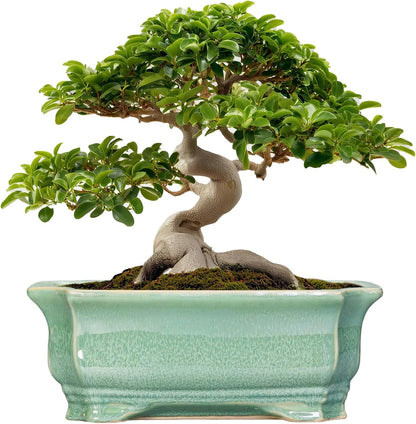 Bonsai Pots - 13.7 Inch Rectangle Ceramic Pots for Plants, Large Succulent Planter with Drainage