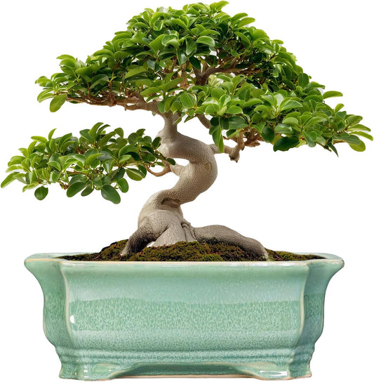 Bonsai Pots - 13.7 Inch Rectangle Ceramic Pots for Plants, Large Succulent Planter with Drainage