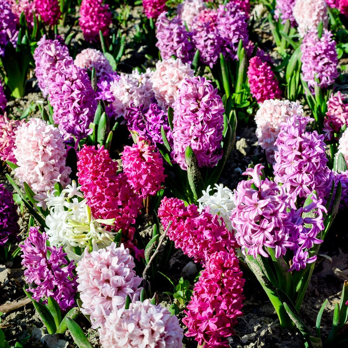 Complete Spring Flower Bulb Garden – Mixed Tulips, Daffodils & Hyacinths – 75 Bulk Bulbs for